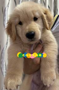 Golden Retriever (F)