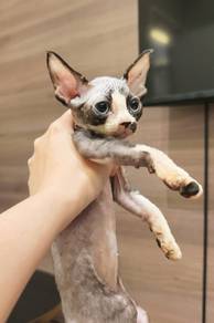 Devon rex cat