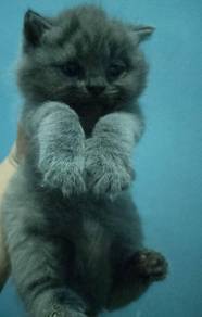Kitten Bsh 2bulan
