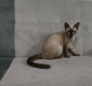 Siamese Male 4bulan