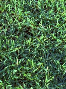 Filipine grass