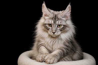 mainecoon female silver