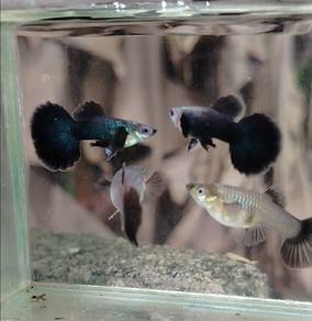 ikan guppy dumbo green halfmoon 
