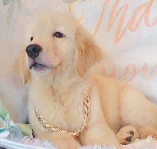 Golden Retriever