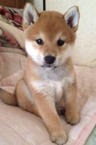 Yippy shiba lnu meidum size dog with a fox puppy B
