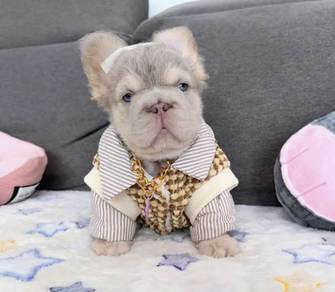 FRENCH BULLDOG PUPPIES VIP155 🌻super fluffy Boy