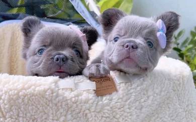 FRENCH BULLDOG PUPPIES 🌻VIP138 Long Fur / Girl