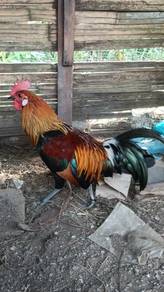 Ayam hutan pikat muda