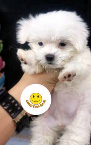 HR-855 Tiny Maltese lovely pet #MKA reg