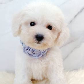 Maltipoo