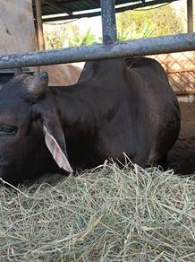 lembu korban