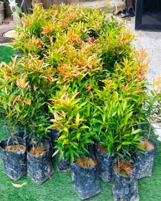 pokok pagar pokok kelat paya