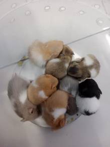 hamster syrian 