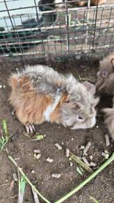 Guinea pig for sale