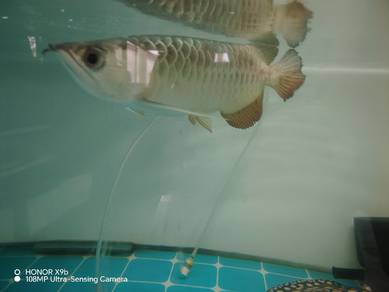 ikan arowana mgbb 