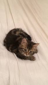Marble Persian Mix Mainecoon Kitten