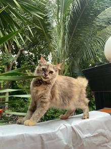 kucing comel