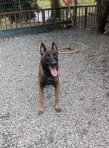 Belgian shepherd Malinois