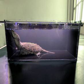 Snapping Turtle Tortoise Kura Kura Acrylic Tank