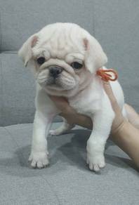 PUG PUPPIES 633 🌻 Chubby Pug boy