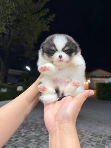 Pomeranian Parti Panda Male Puppy
