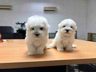 Maltese