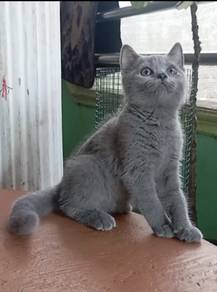 british short hair