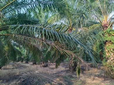 Agricultural Land in Tanjong Karang, SGR