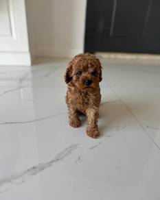cavapoo=