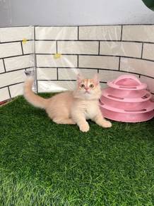 Cream Munchkin kitten