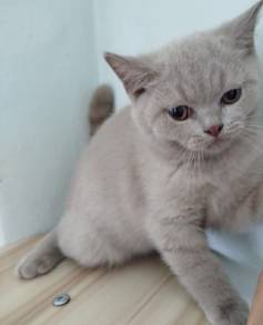 british short hair lilac male