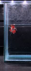 blonde wild koi red guppy 