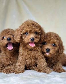 mini teacup poodle u