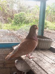 merpati giant runt