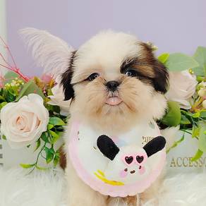 Shih Tzu