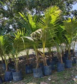 pokok Kelapa Pandan 5 kaki 6 kaki