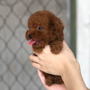 mini teacup poodle puppies 