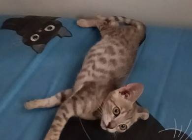 Mix bengal