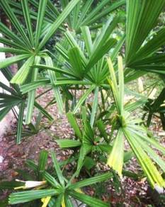 Benih pokok palas / ketupat