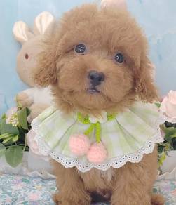 Poodle