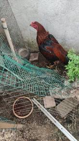 Ayam tarung (Ayam Siam)Fighting Cock