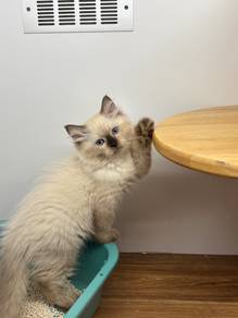 Ragdoll Mix BLH