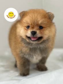 GGRR_GW39977 Pomeranian brown haired puppies