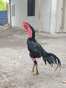 ayam ganoi super green 