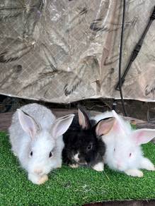 Arnab Rabbit