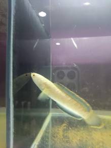Channa limbata