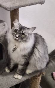 Female Maine Coon Munchkin
