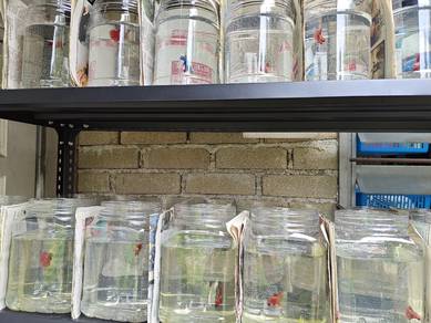 ikan laga halfmoon Dan wild betta