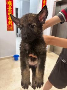 Pure German Shepherd