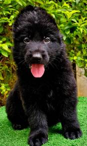 GERMAN SHEPHERD PUPPIES F140 🐻 Good structure